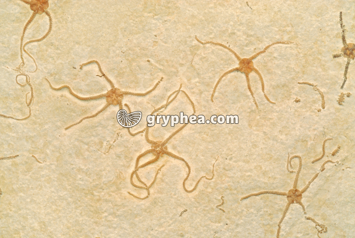 Ophiures fossiles - gryphea.org